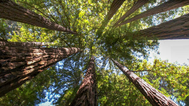 How Our Tree Care Process Works  in  Riverside, IA